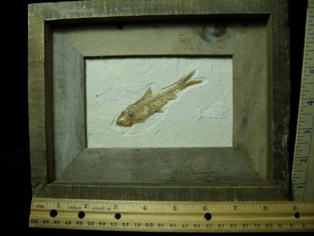 Framed Fossilized “Green River” Fish (110420h)