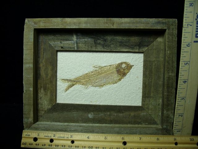 Framed Fossilized “Green River” Fish (110420k)