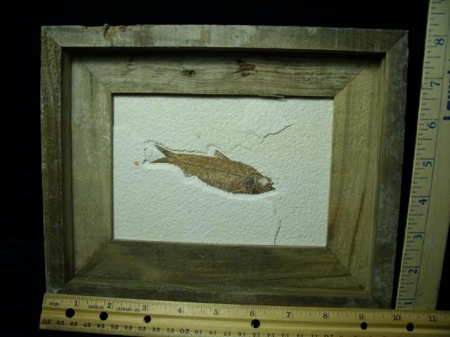 Framed Fossilized “Green River” Fish (110420m)