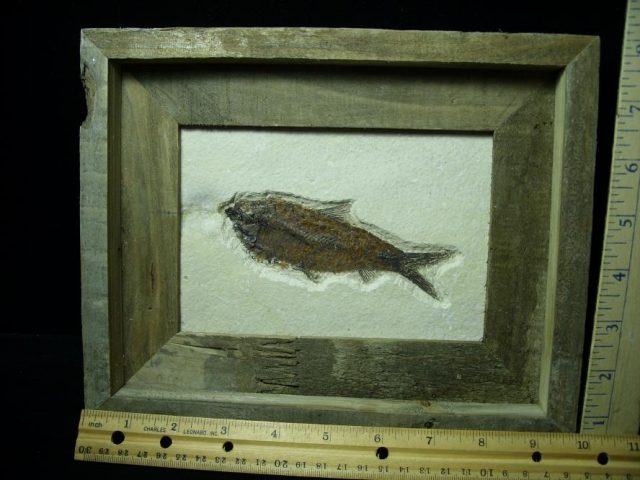 Framed Fossilized “Green River” Fish (110420p)