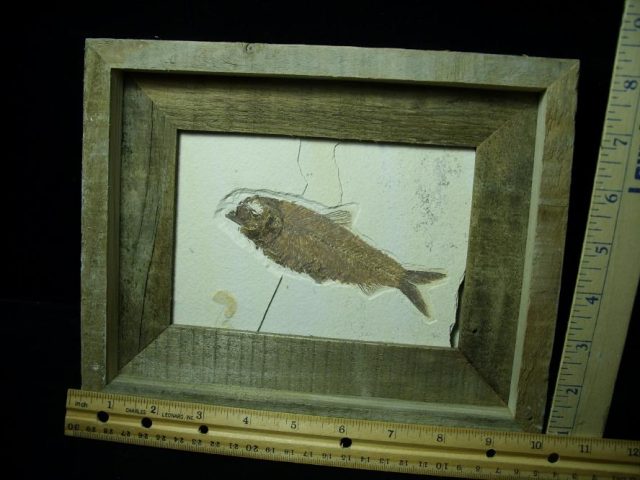 Framed Fossilized “Green River” Fish (110520b)