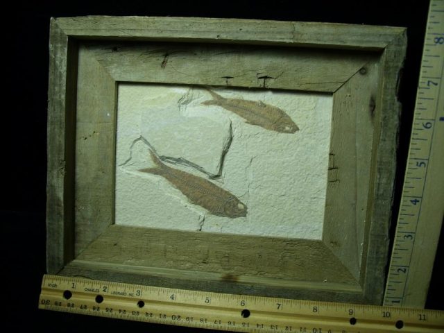Framed Fossilized “Green River” Fish (110520c)