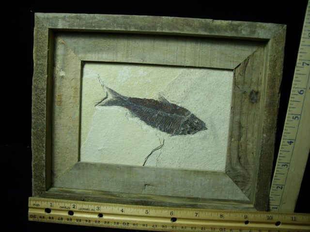 Framed Fossilized “Green River” Fish (110520d)