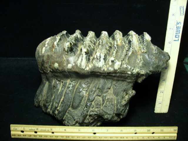 Fossilized Stegodon Molar (110720a) - Image 4