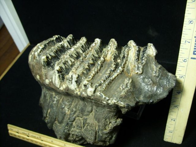 Fossilized Stegodon Molar (110720a)