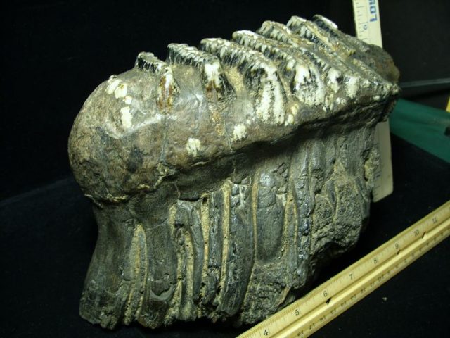 Fossilized Stegodon Molar (110720a) - Image 2