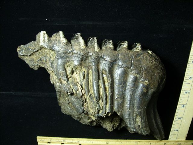 Fossilized Stegodon Molar (110720a) - Image 3