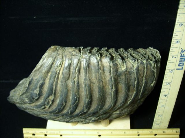 Fossilized Stegodon Molar (110720b)