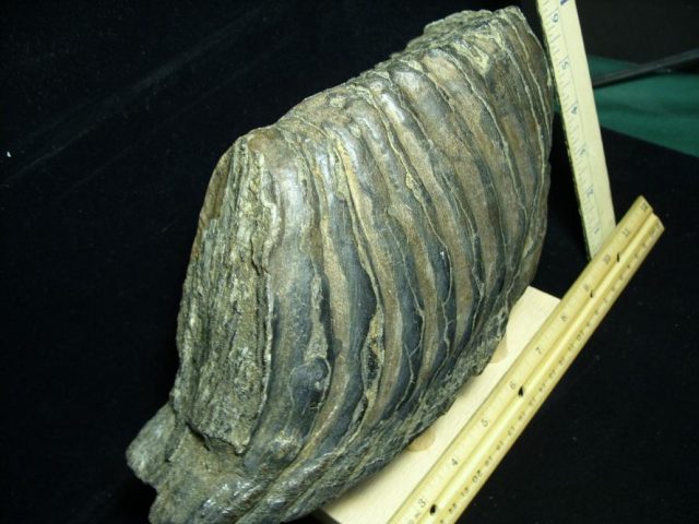 Fossilized Stegodon Molar (110720b) - Image 2