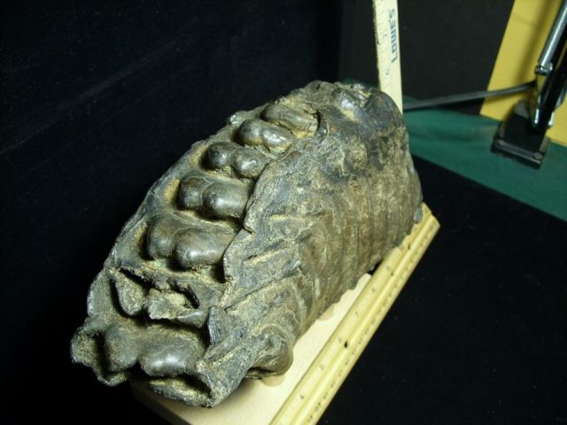Fossilized Stegodon Molar (110720b) - Image 3