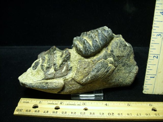 Fossilized Stegodon Molar in Jaw(091120j)