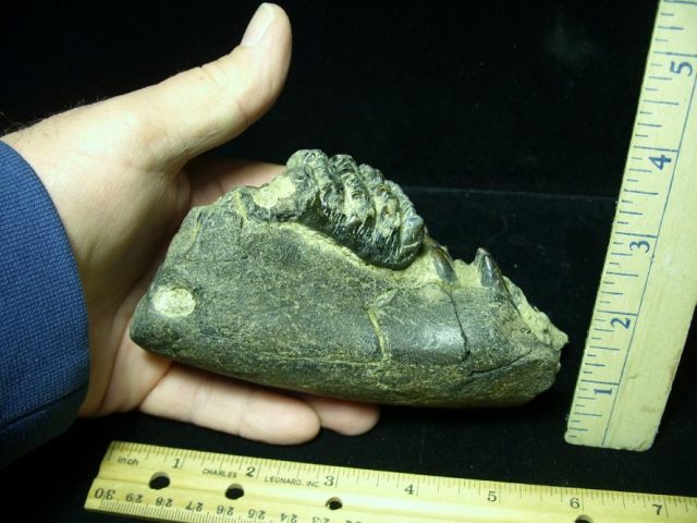 Fossilized Stegodon Molar in Jaw(091120j) - Image 2