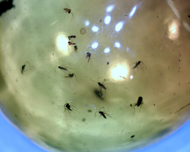 Dominican Amber Specimen with Insect (121120a)