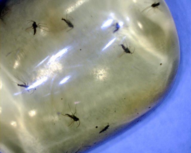 Dominican Amber Specimen with Insect (121120b)
