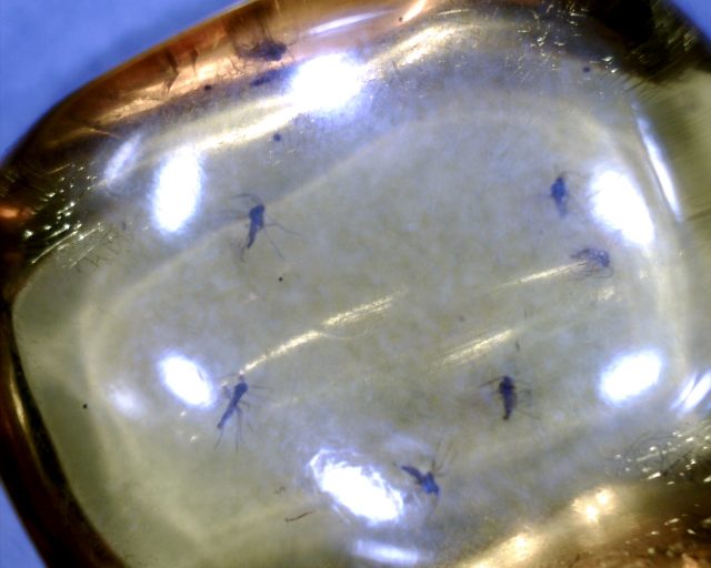 Dominican Amber Specimen with Insect (121120b) - Image 4