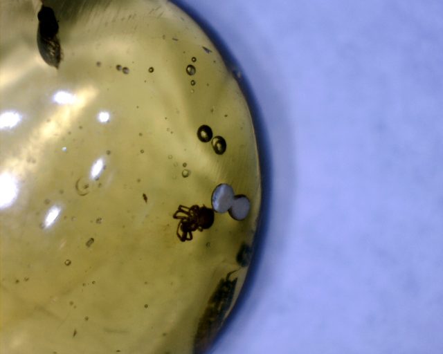 Dominican Amber Specimen with Insect (121120j)