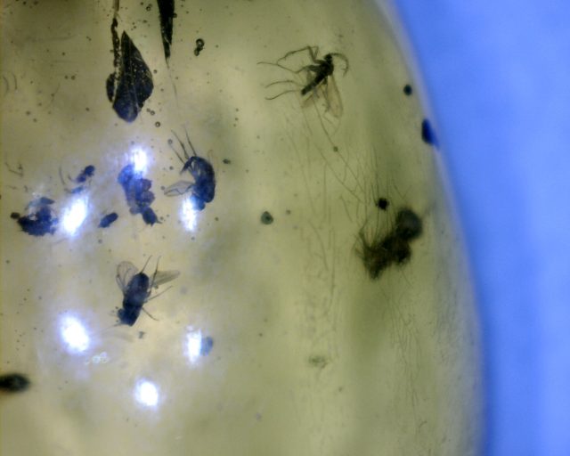 Dominican Amber Specimen with Insect (121120d)