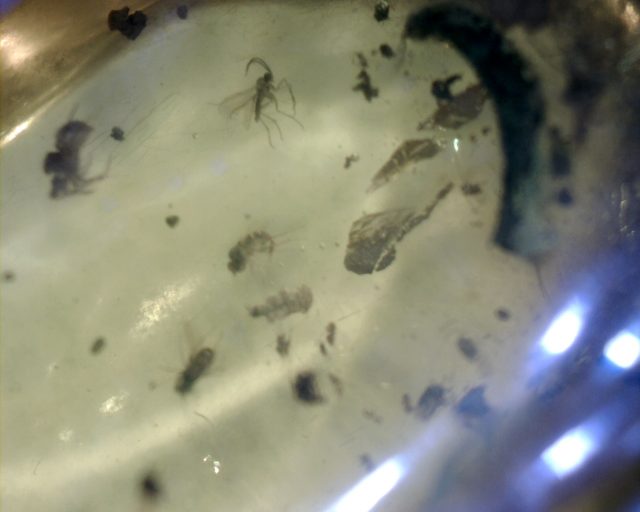 Dominican Amber Specimen with Insect (121120d) - Image 4