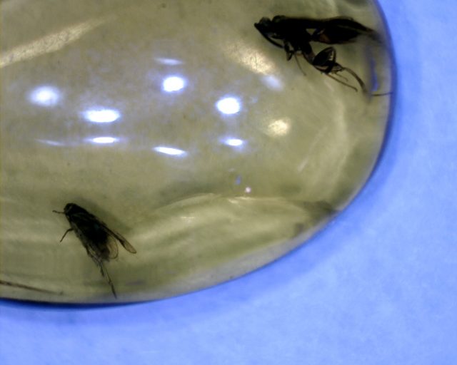 Dominican Amber Specimen with Insect (121120h)
