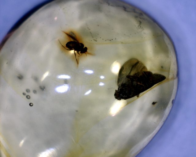 Dominican Amber Specimen with Insect (121120g)