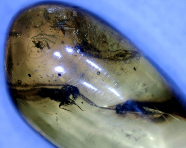Dominican Amber Specimen with Insect (121120e)