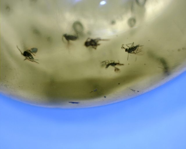 Dominican Amber with 8 Flies & Spider(122320a) - Image 4