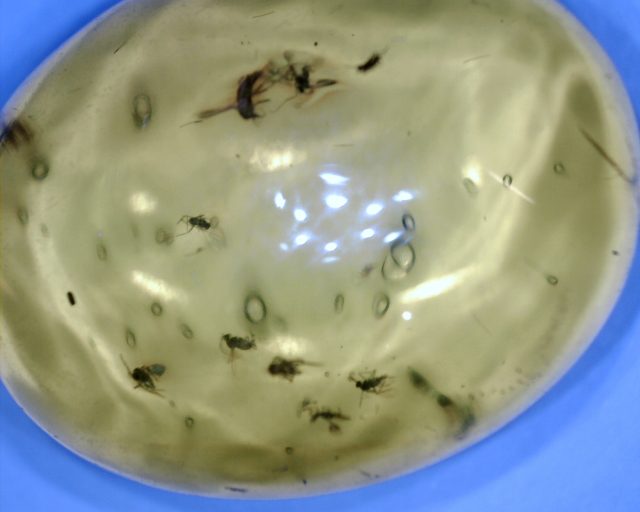 Dominican Amber with 8 Flies & Spider(122320a)