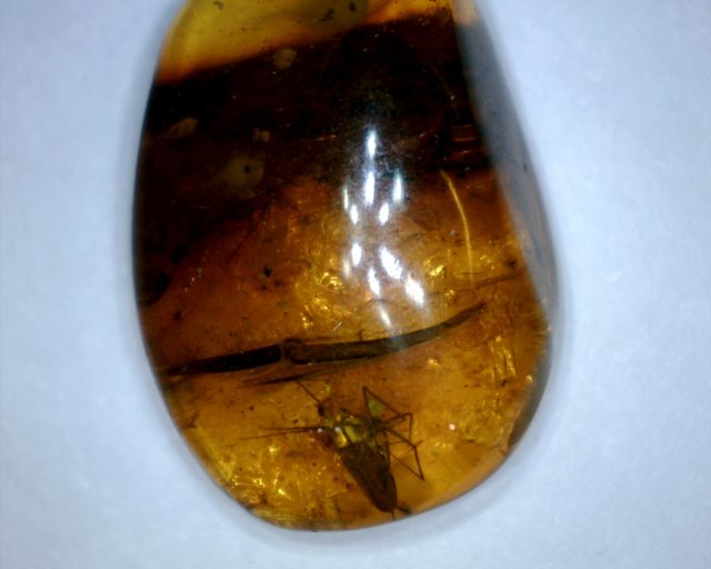 Dominican Amber Specimen with Spider(122320c) - Image 2