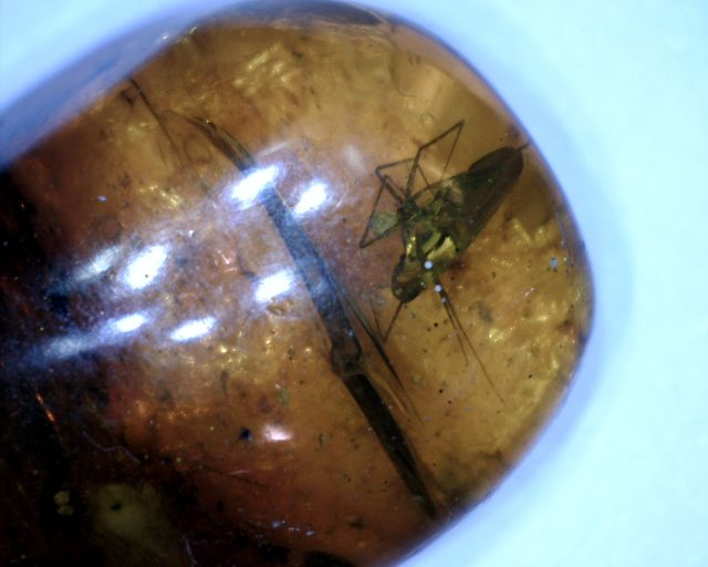 Dominican Amber Specimen with Spider(122320c)