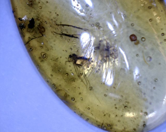 Dominican Amber with Fungus Gnat(122320e)
