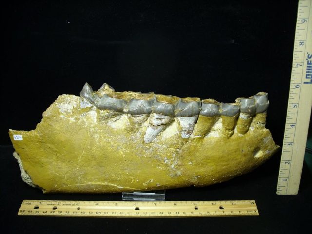 Fossil Titanothere  Jaw with Teeth (123020b)