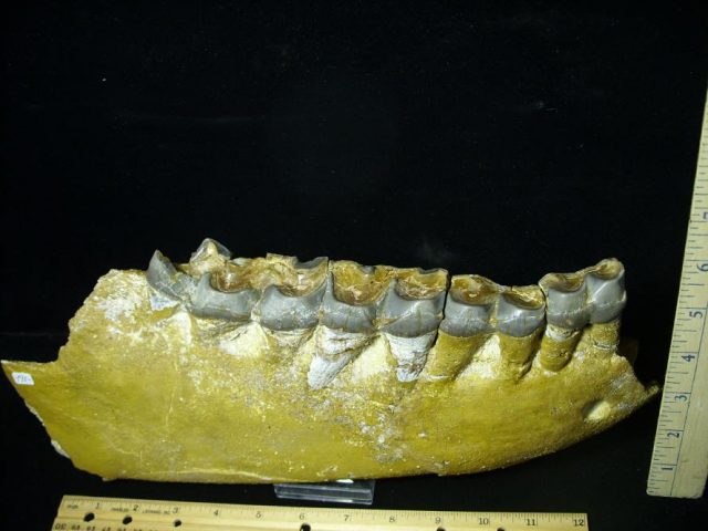 Fossil Titanothere  Jaw with Teeth (123020b) - Image 2
