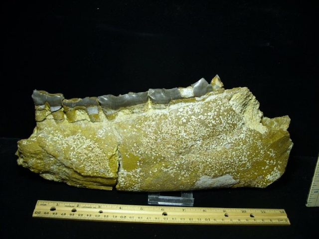 Fossil Titanothere  Jaw with Teeth (123020b) - Image 3