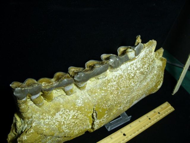 Fossil Titanothere  Jaw with Teeth (123020b) - Image 4
