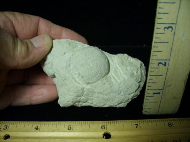 Fossil Tortoise Egg (120220a)