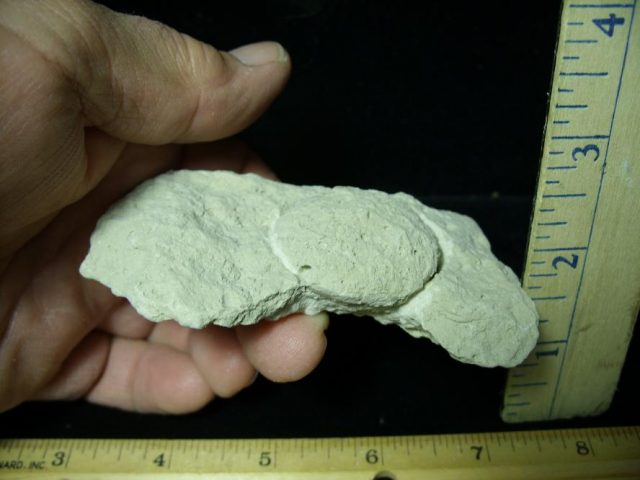 Fossil Tortoise Egg (120220a) - Image 2