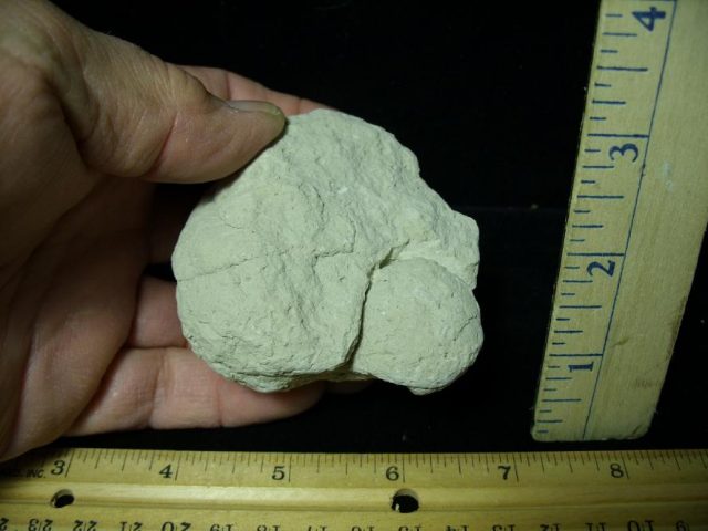 Fossil Tortoise Egg (120220b)