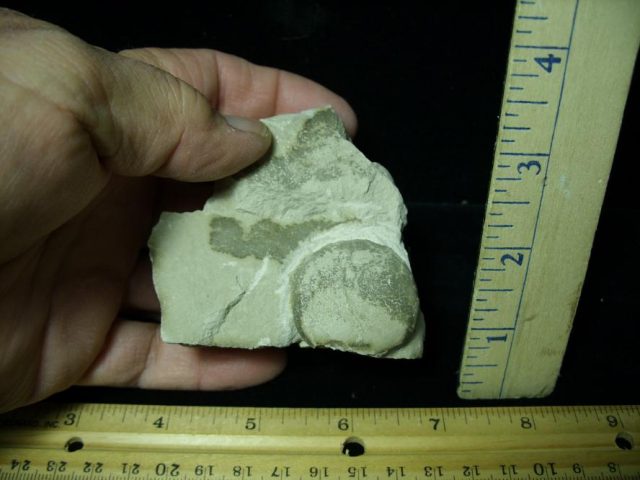 Fossil Tortoise Egg (120120m)