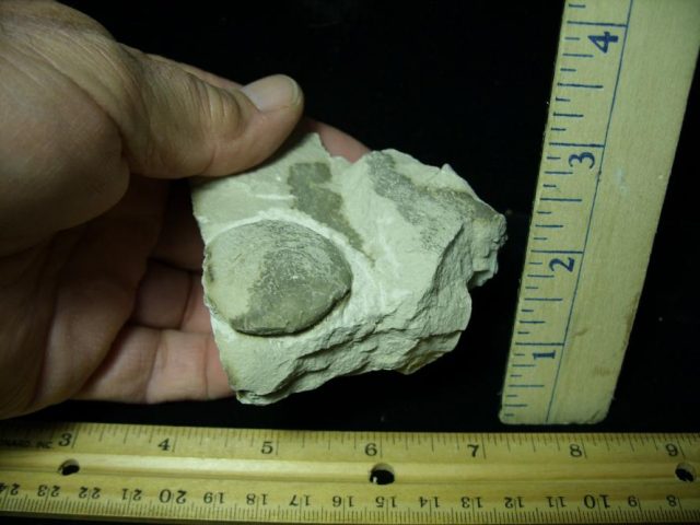 Fossil Tortoise Egg (120120m) - Image 2