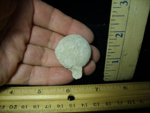 Fossil Tortoise Egg (120220c)