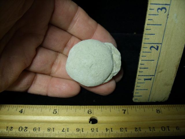 Fossil Tortoise Egg (120220d)