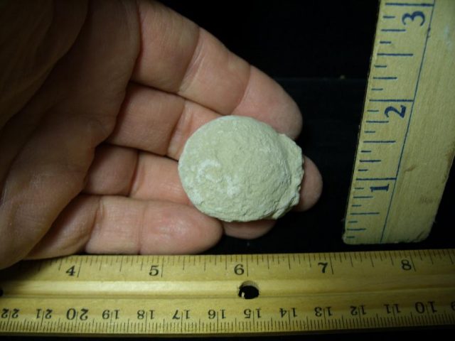 Fossil Tortoise Egg (120220e)