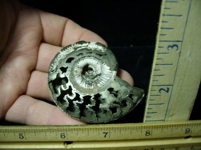 Pyritized Fossil Ammonite  (120220h)