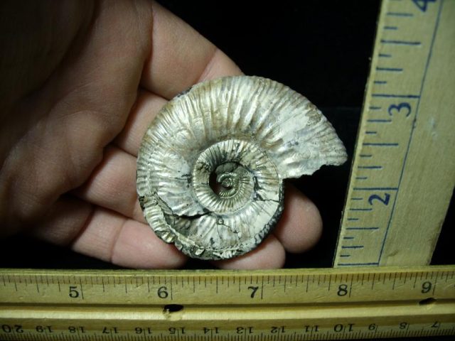 Pyritized Fossil Ammonite  (120220h) - Image 2
