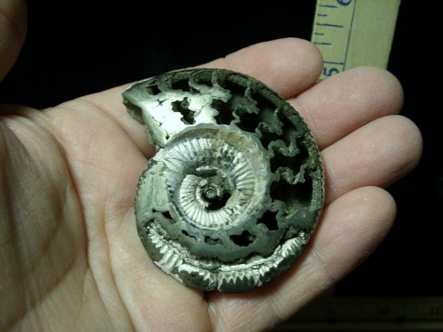 Pyritized Fossil Ammonite  (120220h) - Image 3