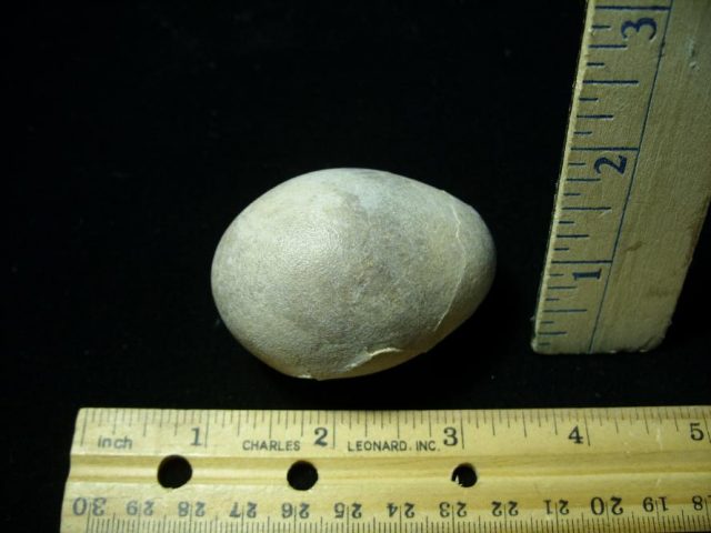 Fossil Bird Egg (091120k)