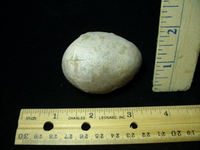 Fossil Bird Egg (091120k) - Image 2