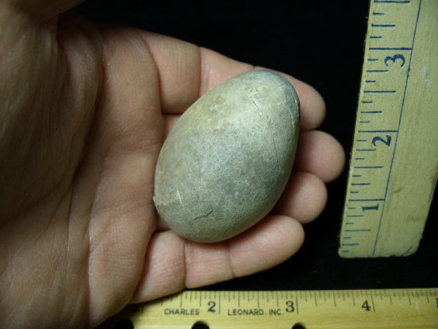 Fossil Bird Egg (091120k) - Image 3