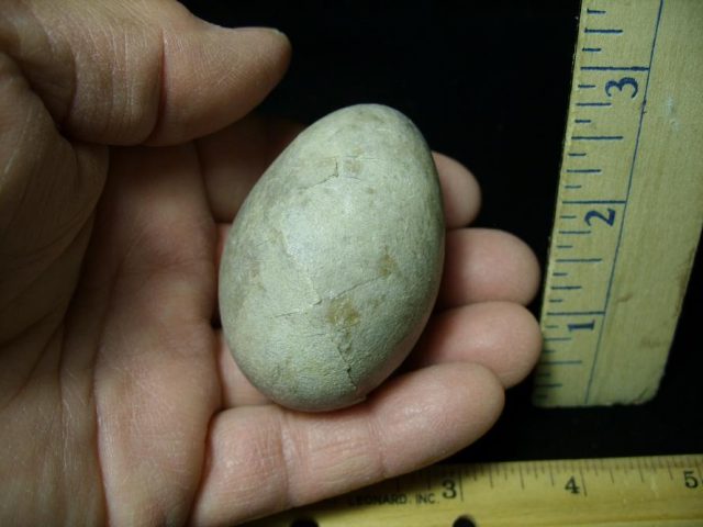 Fossil Bird Egg (091120k) - Image 4