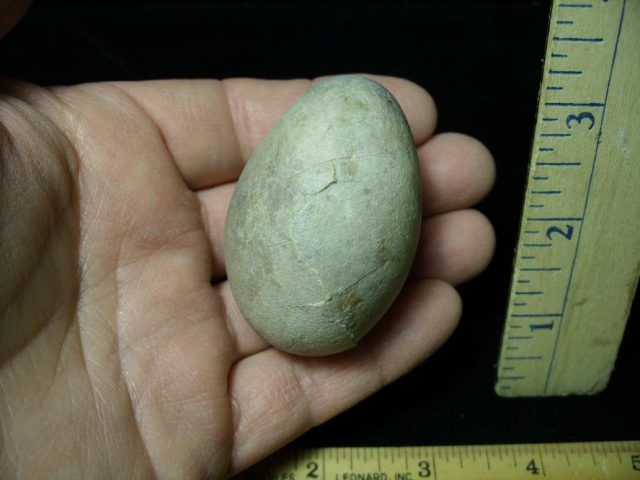 Fossil Bird Egg (091120k) - Image 5